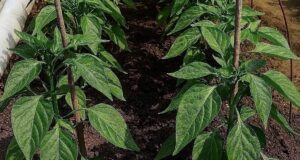 Фундамент для перца: без этих знаний не обойтись Когда перцы наращивают листву, им нужен…