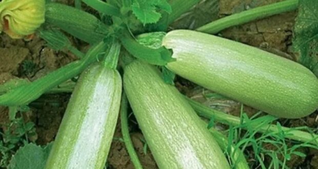 Лучшие сорта кабачков и цуккини — выбирайте по вкусу, урожаю и задачам На заметку…