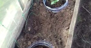 Очень необычный метод посадки! У пластиковых бутылок объемом 5 литров, которые использовались под воду…