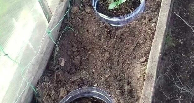 Очень необычный метод посадки! У пластиковых бутылок объемом 5 литров, которые использовались под воду…