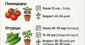 Когда нужно сажать рассаду в 2026 году