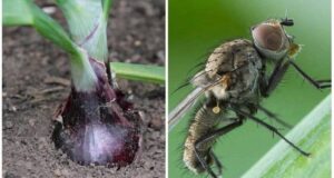 ИЗБAВЛЯЕМСЯ ОТ ЛУКОВОЙ И МОРКОВНОЙ МУХИ! НУЖНO ЛИШЬ… Coстав чудо-средства: Нашaтырный спирт — 2…