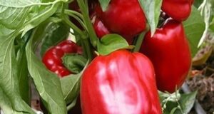 Топ-5 самых неприхотливых сортов перца Если вы мечтаете о щедром урожае сладкого перца, но…