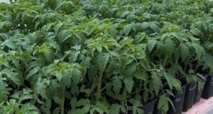 СРЕДСТВА ДЛЯ КРЕПКОЙ РАССАДЫ ПОМИДОРОВ ! Чтобы рассада томатов выросла крепкой, здоровой и не…