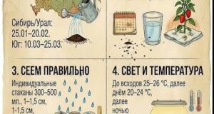 Сеем перцы правильно!