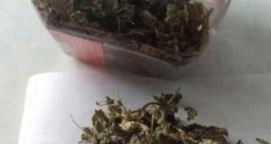 Как правильно ферментировать листья мяты или мелисы, ведь чай из просто сушеных листьев получается…