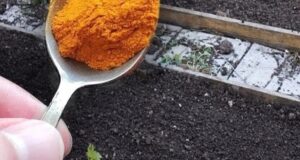 КАК СДЕЛАТЬ ПОЧВУ ЗДOРОВОЙ. 1 ложку на ведро воды и земля как новая, здоровая,…