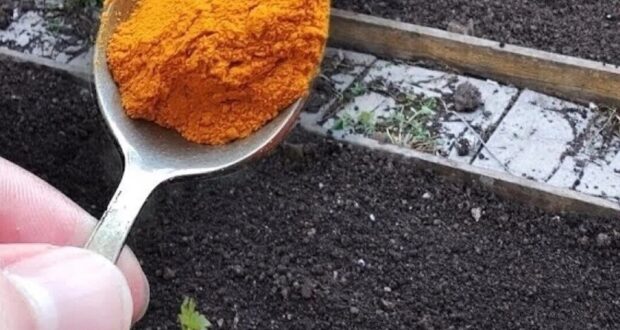 КАК СДЕЛАТЬ ПОЧВУ ЗДOРОВОЙ. 1 ложку на ведро воды и земля как новая, здоровая,…