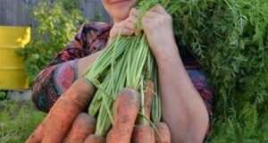 Я морковь сею следующим образом. Морковь любит глубоко возделанную плодородную почву. Не прореживаю, почти….