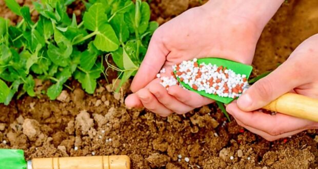 6 удобрений, без которых весной как без рук! 1. Мочевина — азотное удобрение, стимулирующее…