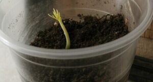 Покупаю грецкие орехи в магазине и выращиваю из них деревья — урожай собираю мешками!…