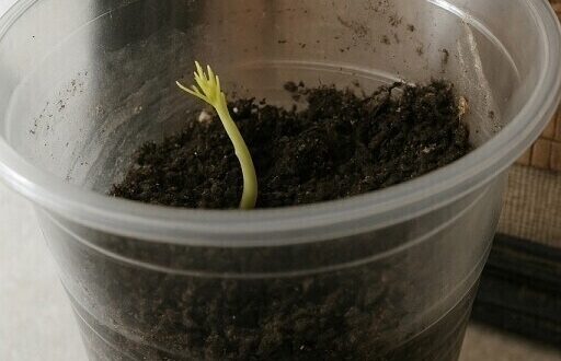 Покупаю грецкие орехи в магазине и выращиваю из них деревья — урожай собираю мешками!…