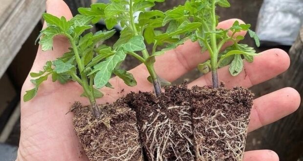 Моя схема подкормок маленькой рассады томатов. До момента появления 2х настоящих листьев (не считая…