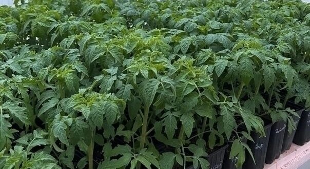 СРЕДСТВА ДЛЯ КРЕПКОЙ РАССАДЫ ПОМИДОРОВ ! Чтобы рассада томатов выросла крепкой, здоровой и не…