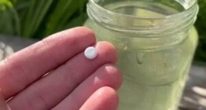 Дайте пару таблеток хилому цветку! Он оживёт и начнёт пышно цвести Подкормите цветы простым,…