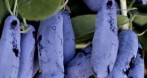 Чем правильно подкармливать жимолость? Испытав несколько удобрений, моя бабушка остановилась на сульфате аммония. Она…