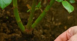 Подкормка для роз Розы любят органику и регулярный уход. С мая по середину июля…