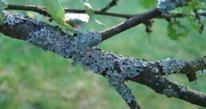 Лечение сада от лишайников. Присмотритесь к своим деревьям. Кора—это кожа дерева, по которой поступают…