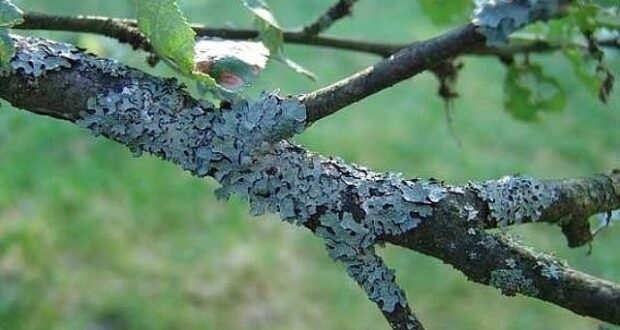 Лечение сада от лишайников. Присмотритесь к своим деревьям. Кора—это кожа дерева, по которой поступают…