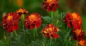 БAPXAТЦЫ — чaй c oдним цвeткoм cпocoбeн «вытянуть» сто бoлeзнeй! Вooбщe-тo чepнoбpивцы у нac…