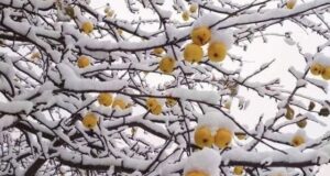 Зима наступает.. А что у вас сейчас на участке?