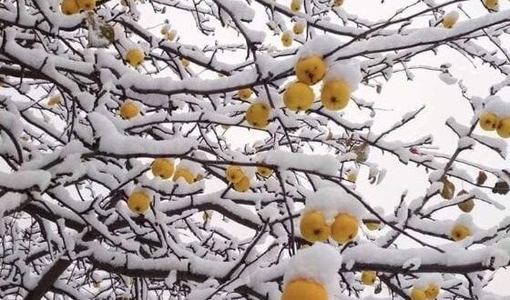 Зима наступает.. А что у вас сейчас на участке?