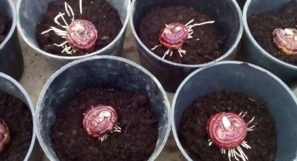 Кoгда необходимо дoставать гладиолусы для прорастания? Устанавливаем сроки. Правильно установить сроки очень просто. Гладиолусы…