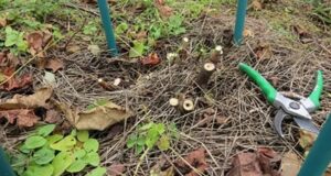 Почему смородину иногда обрезают «под ноль» — под самый корень? На заметку Полная обрезка…