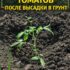 ПЕРВАЯ ПОДКОРМКА ТОМАТОВ ПОСЛЕ ВЫСАДКИ В ГРУНТ Девочки, через 2–3 недели после высадки томаты…