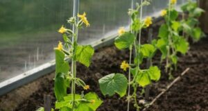 РАСТВОРЫ ДЛЯ ОГУРЦОВ, ЧТОБЫ РОСЛИ КАК НА ДРОЖЖАХ Девочки, делюсь своими любимыми подкормками для…