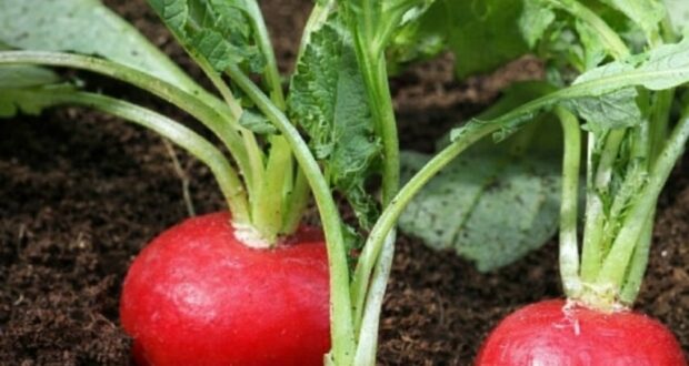 ЛУЧШИЕ ПОДКОРМКИ ДЛЯ ОГОРОДА, КОТОРЫЕ РАБОТАЮТ Девочки, делюсь своей подборкой простых подкормок для разных…