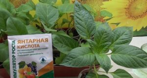 Как использовать янтарную кислоту для обработки рассады. Полив ростков рассады раствором из порошка янтарной…