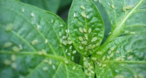 СРЕДСТВО ОТ ТЛИ, КОТОРОЕ РЕАЛЬНО РАБОТАЕТ Девочки, тля — это просто беда для огорода,…