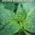 СРЕДСТВО ОТ ТЛИ, КОТОРОЕ РЕАЛЬНО РАБОТАЕТ Девочки, тля — это просто беда для огорода,…