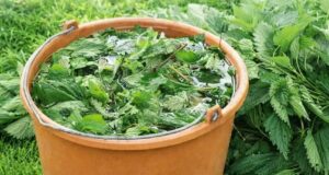 КРАПИВА — БЕСПЛАТНОЕ УДОБРЕНИЕ ДЛЯ ОГОРОДА Девочки, не выбрасывайте крапиву — это настоящая находка…