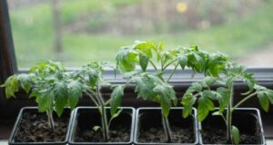 ЙОД ДЛЯ ПОМИДОРОВ — ПРОСТОЙ СЕКРЕТ БОЛЬШОГО УРОЖАЯ Девочки, это один из моих любимых…