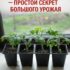 ЙОД ДЛЯ ПОМИДОРОВ — ПРОСТОЙ СЕКРЕТ БОЛЬШОГО УРОЖАЯ Девочки, это один из моих любимых…
