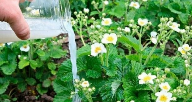 ЧЕМ ПОДКОРМИТЬ КЛУБНИКУ ВО ВРЕМЯ ЦВЕТЕНИЯ Девочки, не пропустите этот момент — именно во…