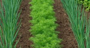 РАСТВОР ПРОТИВ ЛУКОВОЙ И МОРКОВНОЙ МУХИ Девочки, делюсь простым и рабочим раствором — и…