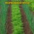 РАСТВОР ПРОТИВ ЛУКОВОЙ И МОРКОВНОЙ МУХИ Девочки, делюсь простым и рабочим раствором — и…