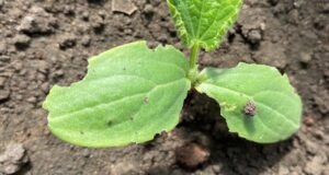 Подскажите, пожалуйста, кто может жрать листья огурцов в теплице? За много лет первый раз…