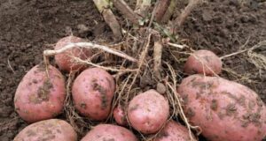 ЛУЧШИЕ СОРТА КАРТОФЕЛЯ ДЛЯ ПОСАДКИ В 2026 ГОДУ Я в этом сезоне смотрю не…