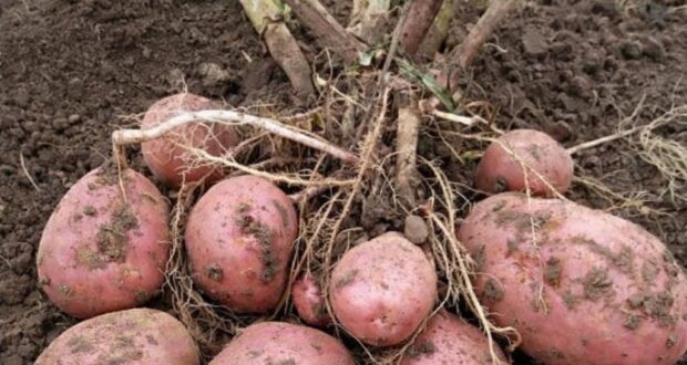 ЛУЧШИЕ СОРТА КАРТОФЕЛЯ ДЛЯ ПОСАДКИ В 2026 ГОДУ Я в этом сезоне смотрю не…