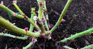 Весь сад будет в розах, если подкормить кустики после зимы так. Розы будут радовать…