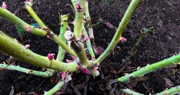 Весь сад будет в розах, если подкормить кустики после зимы так. Розы будут радовать…