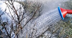 ЗАЧЕМ ВЕСНОЙ ПОЛИВАТЬ СМОРОДИНУ КИПЯТКОМ Каждую весну я обязательно делаю эту простую процедуру со…