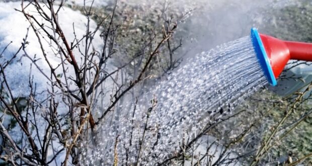 ЗАЧЕМ ВЕСНОЙ ПОЛИВАТЬ СМОРОДИНУ КИПЯТКОМ Каждую весну я обязательно делаю эту простую процедуру со…