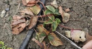 ЧТО НУЖНО ДЕЛАТЬ ДЛЯ КЛУБНИКИ ВЕСНОЙ Весной клубнике нужен простой, но важный уход. Если…