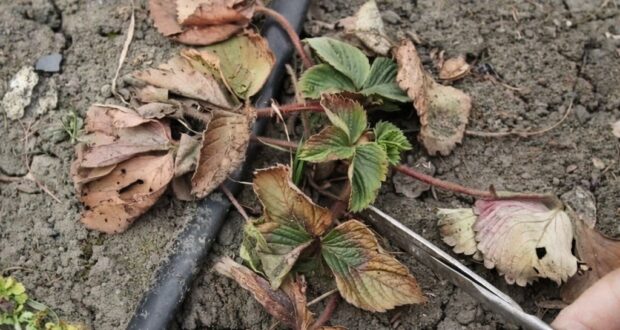 ЧТО НУЖНО ДЕЛАТЬ ДЛЯ КЛУБНИКИ ВЕСНОЙ Весной клубнике нужен простой, но важный уход. Если…