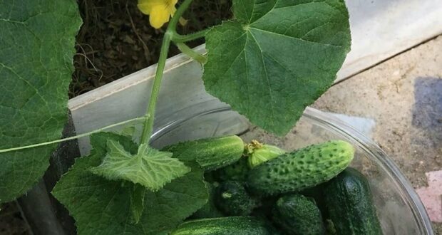 ЧТО ЛЮБЯТ ОГУРЦЫ: 7 СЕКРЕТОВ БОГАТОГО УРОЖАЯ Если хотите, чтобы огурцы росли крепкими, хрустели…